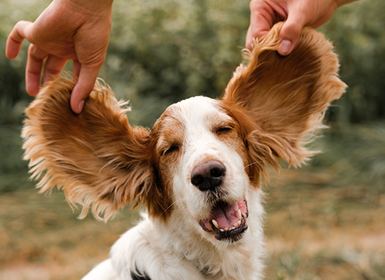 apawpacho alimento para perros