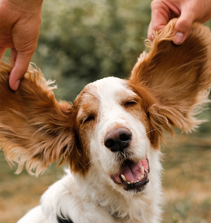 apawpacho alimento para perros