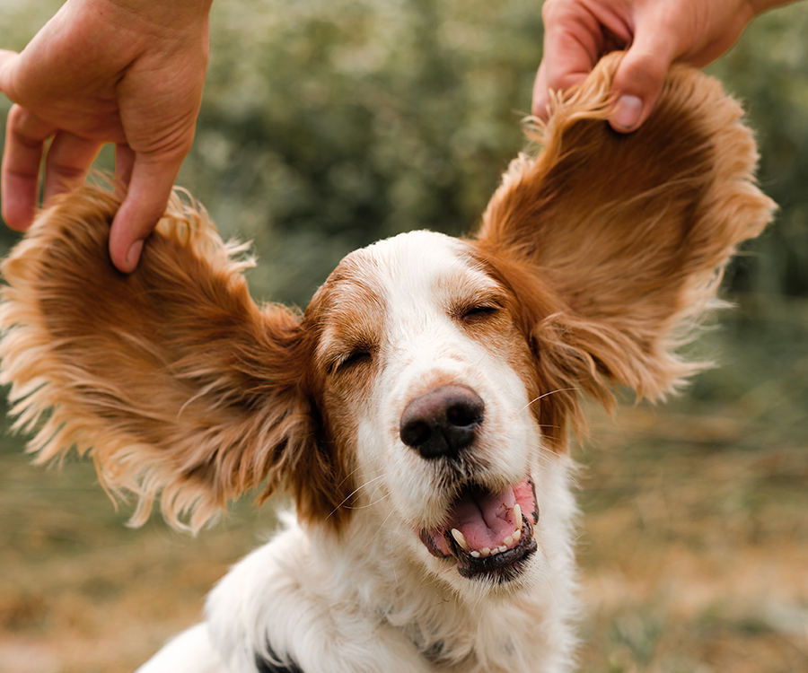 apawpacho alimento para perros