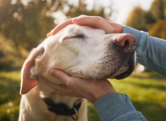 apawpacho alimento para perros