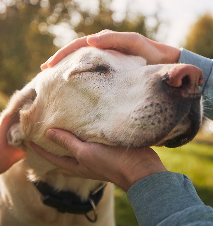 apawpacho alimento para perros