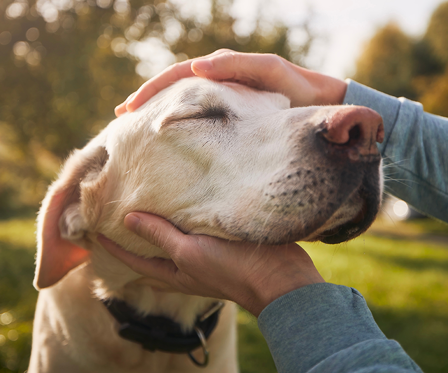 apawpacho alimento para perros