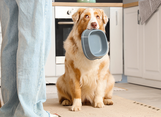 apawpacho alimento para perros