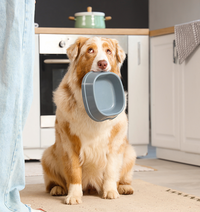 apawpacho alimento para perros