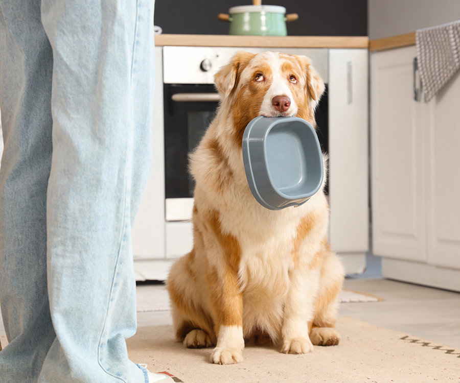 apawpacho alimento para perros