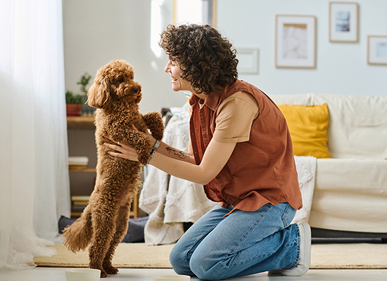apawpacho alimento para perros