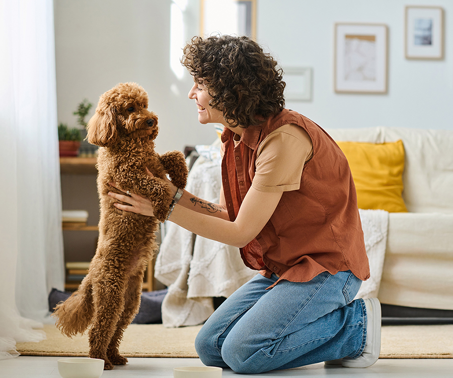 apawpacho alimento para perros