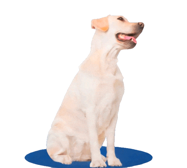 apawpacho alimento para perros