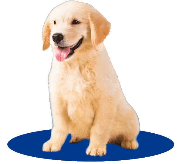 apawpacho alimento para perros