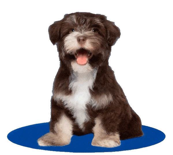 apawpacho alimento para perros